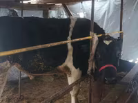 Byk, Bydło — zdjęcie 3