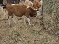 公牛, Simmental cattle — 照片 5