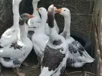 Geese — Foto 2