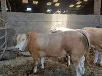 Bik, Blonde d’Aquitane cattle — fotografija 3