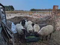 Owca, Owce — zdjęcie 1