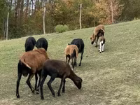Oveja, Cameroon sheep — foto 2