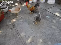 Japanisches Bantam — Foto 3