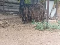 عنزة, الماعز — الصورة 4