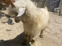Ziege, Angora goats — Foto 4