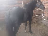 Koń, Konie — zdjęcie 5