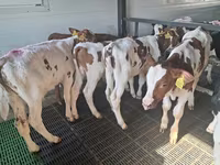 Byk, Simmental cattle — zdjęcie 2