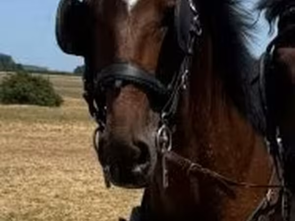 Horse (M), Horses