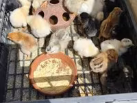 Chickens — 照片 3
