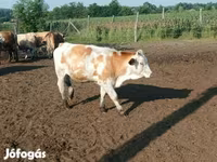 Vache, Simmental cattle — photo 2
