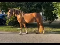 公马, Haflinger — 照片 1