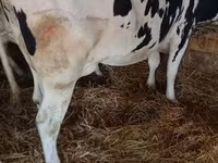 Vaca, Russian Black pied cattle — foto 1