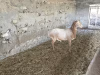 Ovan, Rhon sheep — fotografija 1