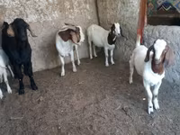 Jarac, Boer goat — fotografija 3