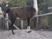 母骆驼, Camels — 照片 1