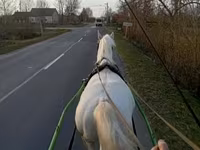 حصان, Lipizzaner — الصورة 2