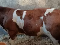 Toro, Simmental cattle — foto 3