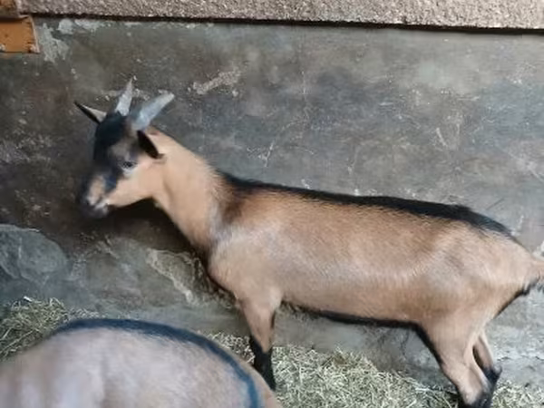 تيس, Alpine goat