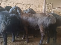 Ovan, Rhon sheep — fotografija 1