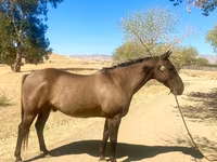 Pastuv, Quarter Horse — fotografija 6
