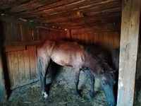 Cavalo, Cavalos — foto 2