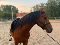 Cavalo, Cavalos — foto 2