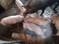 Pigs (batch, sex not specified), Pigs — photo 3
