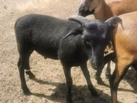 Ziegenbock, Ziegen — Foto 5