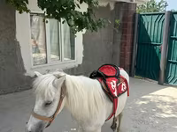Pastuv, North Swedish horse — fotografija 6