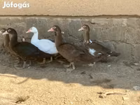 Ducks — 照片 5