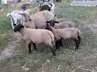 Brebis, Moutons — photo 3