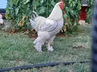 Brahma — zdjęcie 7