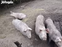 सूअर (लॉट, लिंग निर्दिष्ट नहीं), सूअर — फ़ोटो 2