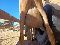 Cabra, Alpine goat — foto 6