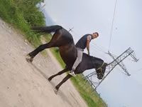 Pastuv, Standardbred — fotografija 2