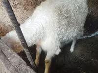 Echki, Echkilar — 2-rasm