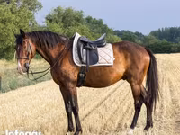 公马, Hungarian horse breed — 照片 3