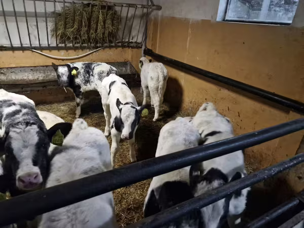 Goveda (partija, pol nije naveden), Russian Black pied cattle