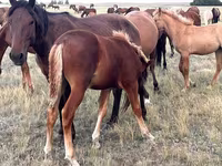 Égua, Cavalos — foto 3