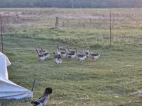 Geese — foto 5