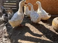Ducks — 照片 2