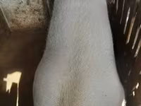خنزيرة, الخنازير — الصورة 5