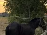 Caballo, Caballos — foto 3