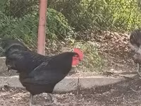 Australorp — fotografija 3