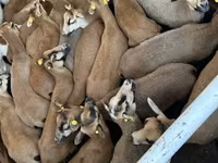 母羊, Dorper sheep — 照片 1