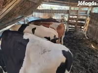 Bull, Holstein breed — photo 4