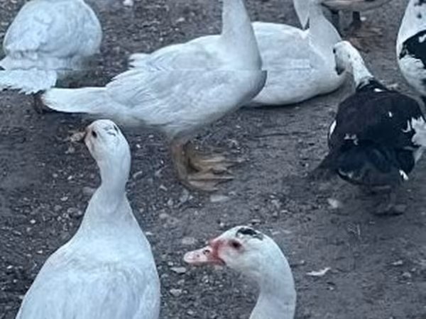 Ducks — Macarıstan