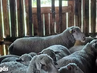 Carnero, Ile-de-France sheep — foto 3