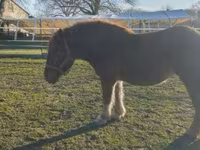 घोड़ी, Hungarian horse breed — फ़ोटो 2