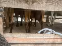 Cabra, Cabras — foto 4